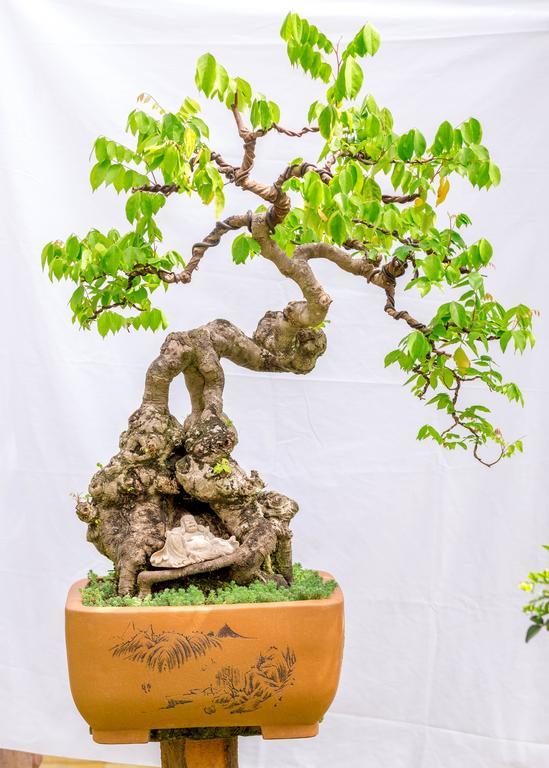 Bonsai Villa Hoi An Exterior photo